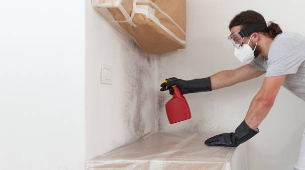 Professional Basement Mold Removal technician working in Line Lexington, PA