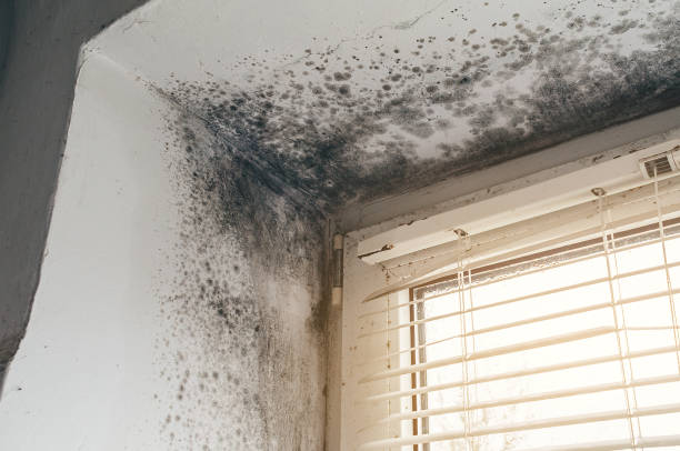 Affordable Basement Mold Removal solutions in Line Lexington, PA